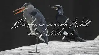 Eine Reise durch die Vogelwelt – Schönheit und Vielfalt der Natur | Wildtiere in freier Wildbahn