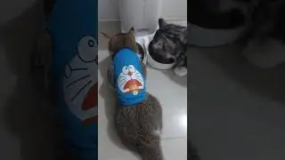 Cute kittens dinner time 