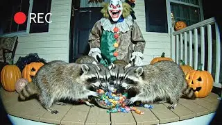 Animals scared by halloween decoration 🎃 Caught on camera (CCTV)