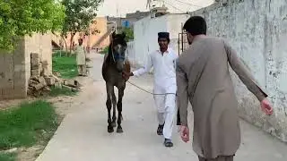Horse Enjoy Video#equestrianlife#horse#animals#farming#shortsfeed#firsttime#horselover#equine#enjoy