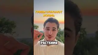 Кто такие Грибы? #осознанность #пробуждение #жизнь #духовность