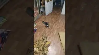 Кошка играется лазерной указкой.
