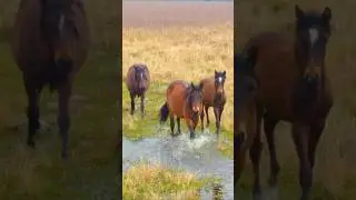 Wild horses in Florida #wildlife #horse #florida #nature