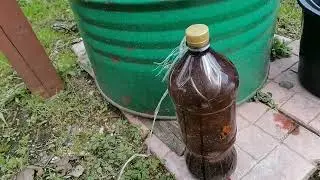 Борьба с осами и шершнями. Не опоздать.
