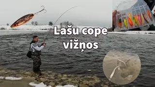 Lašu cope starp vižņiem! Salaca A zona, februāra beigas! Atrodam saplosītus nēģus!