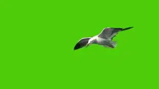 Seagull Green Screen Footage [Free to use]