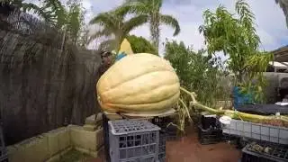 192kg Pumpkin Chop Up