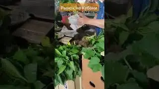 Рынок на Кубани 🍒🥒🍅🌽🌶️ 