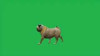 Dog Screen Green