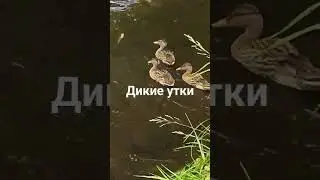 В ГАРМОНИИ С ПРИРОДОЙ, ДИКИЕ УТКИ!