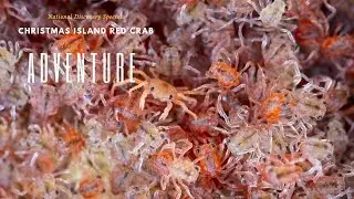 Christmas Island red crab ADVENTURE 2023
