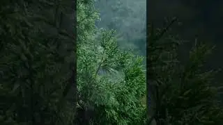 #rain #nature 😴🌧️💤😴🌧️💤