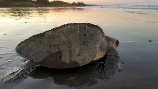 Tartaruga marina in Costa Rica