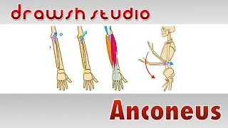 The Anconeus Muscle