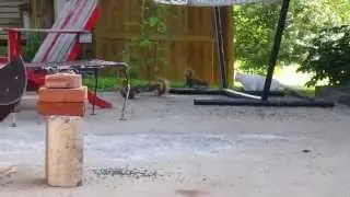 Eona and the Squirrel