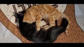 nakakatuwa sila tignan sleeping kitten...🐈🐈‍⬛