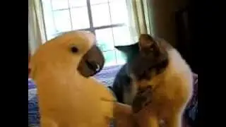 попугай и Кот
