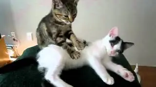 Кото-массаж :D