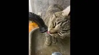 Как нажрался я вчера…