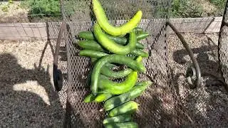Big harvest