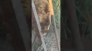 Медведи на даче