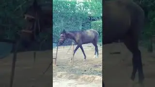 what a horse beautiful action creat 