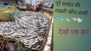 पूरे समुद्र की मछली खींच डाली आप देखकर हैरान हो जाओगे एक बार देखना जरूर #forestanimal #fishing 🦈🐋🐳🐬🐟