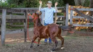 Day 5 Training A Disrespectful Pony! | Foal Training [EP9]