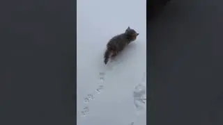 Motivational Kitty