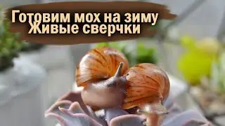 УБОРКА У УЛИТОК | МОХ | ЖИВЫЕ СВЕРЧКИ