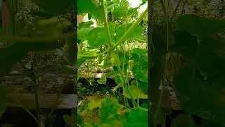 огурчики #жизньвдеревне #nature