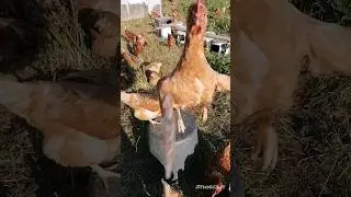 Что приходит в голову, когда на плече сидит курица?