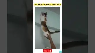 Cats are actually helpful #cat #funny #memes #dailymemes #helping