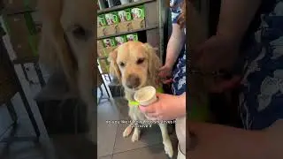 My guide dog's first puppuccino