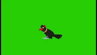 Green screen crow/কাক পাখি ভিডিও/green screen crow flying /crow green screen video