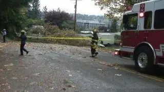 Windstorm Brings Down a Tree