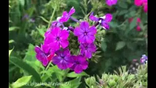 Sphinx Moth movie