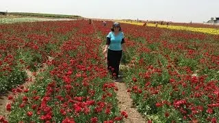 Израиль  Кибуц Беер Тувия