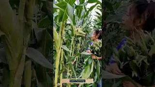 Corn Farming Techniques 
