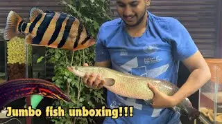 3 அடி மீன் Arapaima unboxing jumbo fishes | indo tiger fire eel sting ray asian arowana | Bt aqua