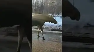 Лось вышел к людям на остановку