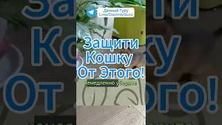 Немедленно Защити Кошку От Этого! #кошки #грядки #сад #дача #огород #садоводство #урожай #рецепт