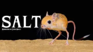 CH5 - Nature Documentary - The Hot Zone: The Great Salt Desert (1998)