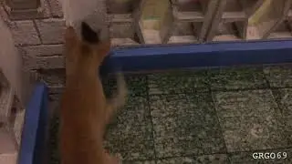 Orange Cat Play with Mouse