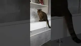 Не кошка а какое то чудо!!!!😻😻😻  