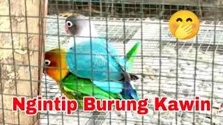 Ngintip Burung Kawin Sesama Jenis