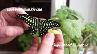 бабочка и куколка графиум агамемнон (graphium agamemnon)