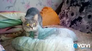 Кот с подружкой