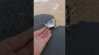 Saving our underwater friends 🥺 
