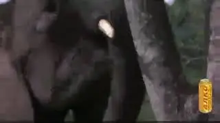 Плоды марулы,пьяные животные.